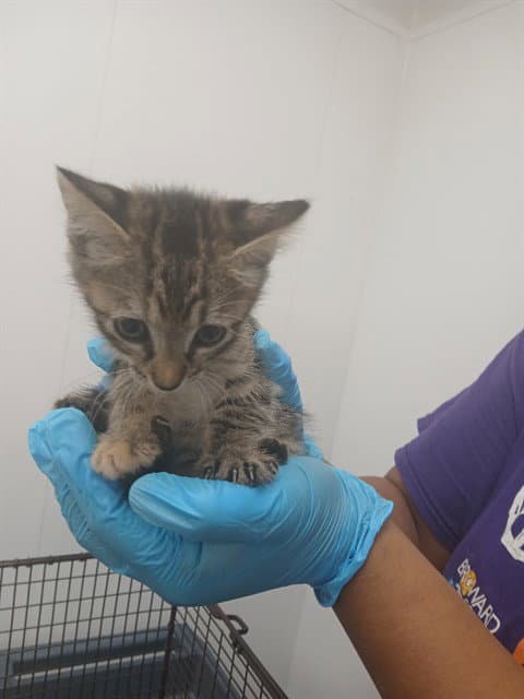 Unknown - Domestic Short Hair