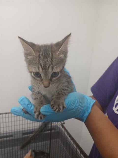 Unknown - Domestic Short Hair