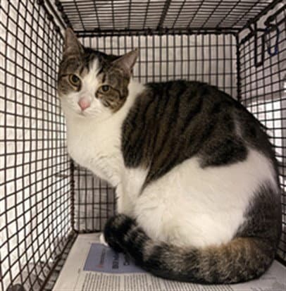 Lola - Domestic Short Hair