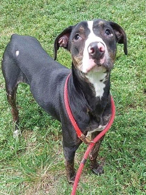 Hyacinth - American Staffordshire Terrier