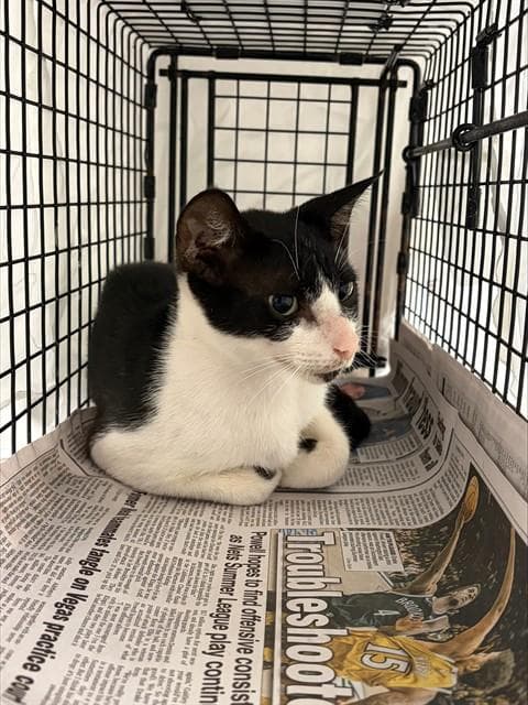 Unknown - Domestic Short Hair