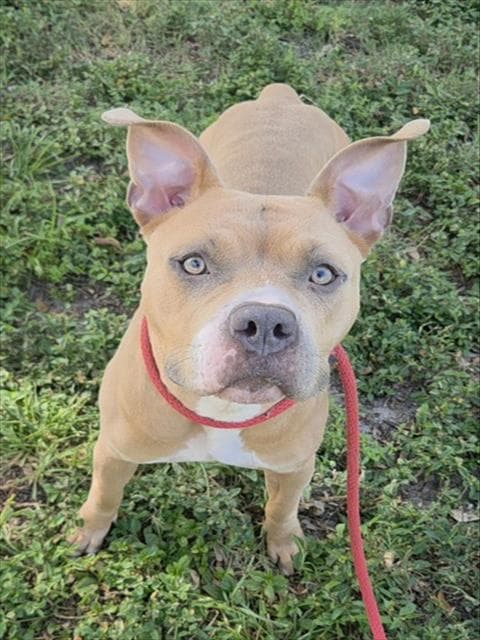 Lita - American Staffordshire Terrier