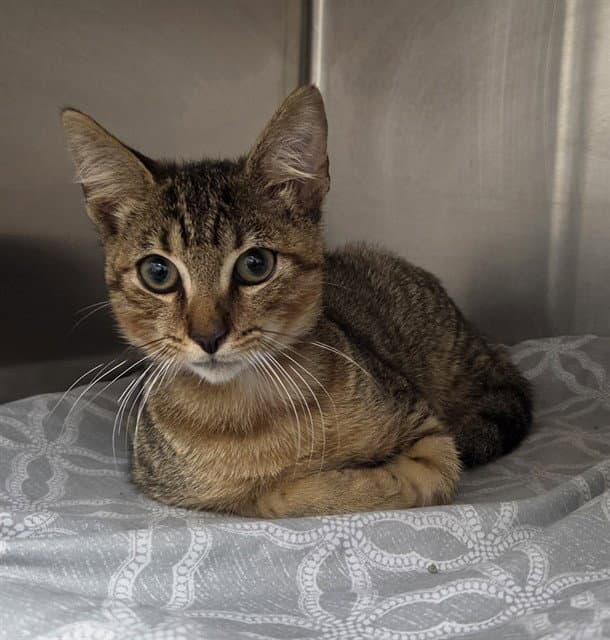Pike - Domestic Short Hair