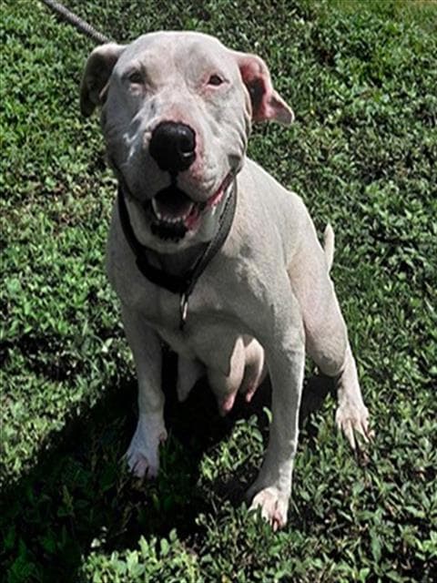 Daliah - American Staffordshire Terrier
