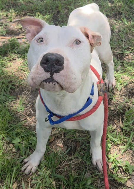 Daliah - American Staffordshire Terrier