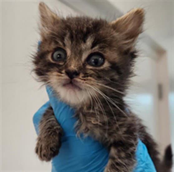 Bubbles - Domestic Short Hair