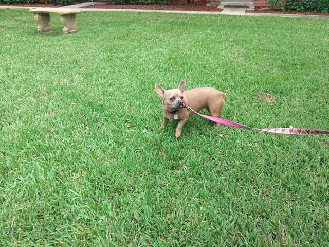 Zoey - French Bulldog