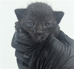 Harry image 1