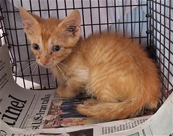 Tango - Domestic Short Hair