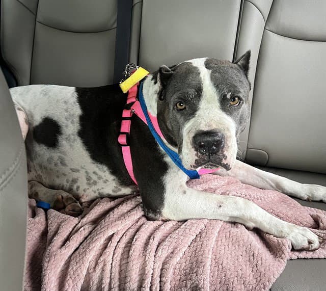 Meleys - American Staffordshire Terrier
