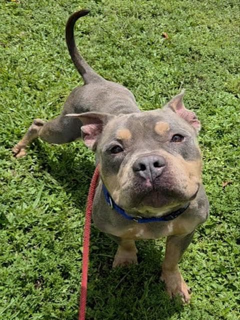 Browdy - Staffordshire Bull Terrier