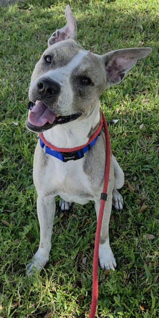 Gregory - American Staffordshire Terrier