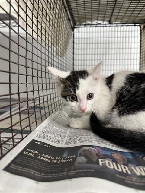 Unknown - Domestic Short Hair