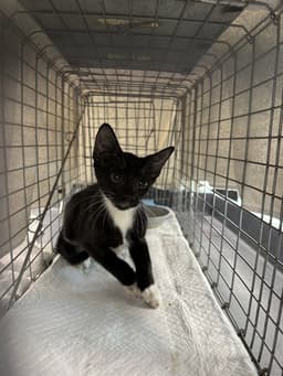 Baby Swiss image 1