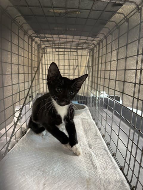 Baby Swiss - Domestic Short Hair