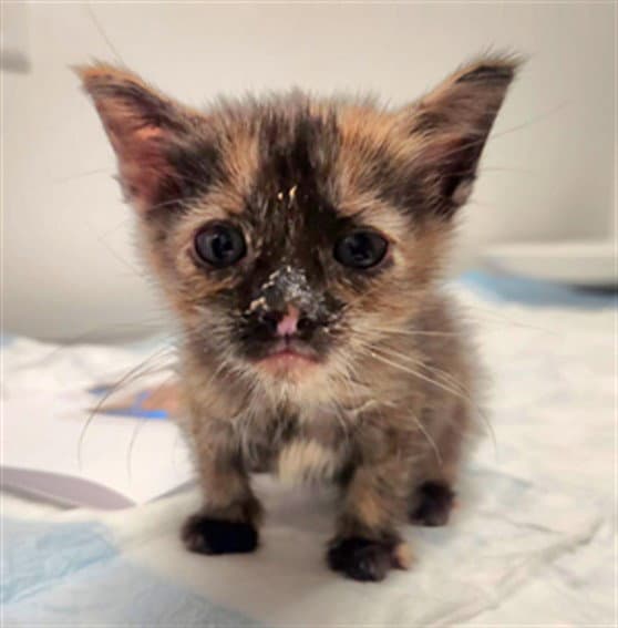 Unknown - Domestic Short Hair