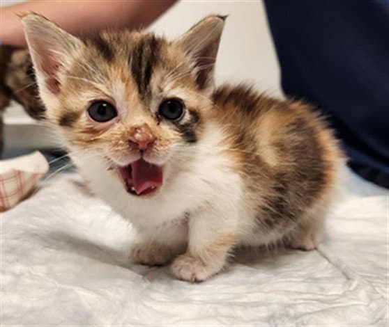 Unknown - Domestic Short Hair