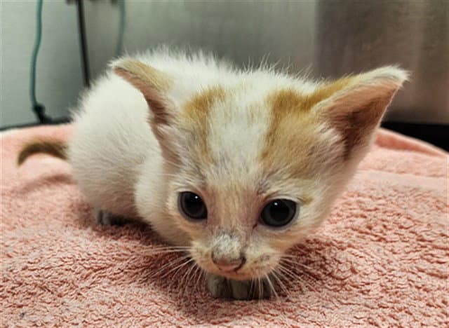 Unknown - Domestic Short Hair