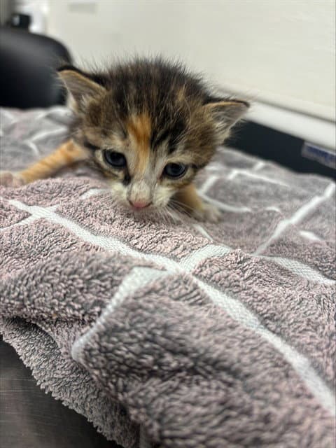 Unknown - Domestic Short Hair