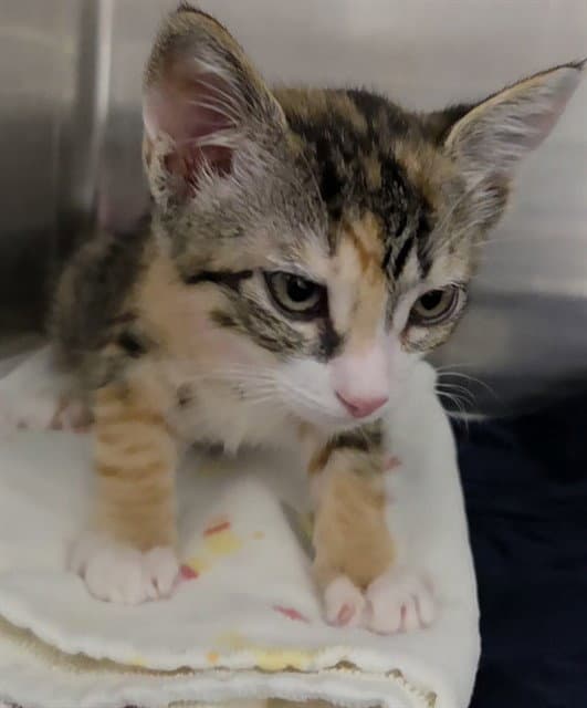 Unknown - Domestic Short Hair