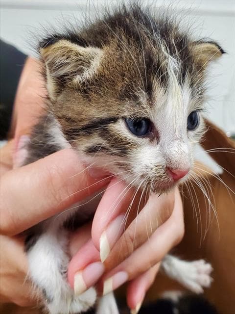 Unknown - Domestic Short Hair