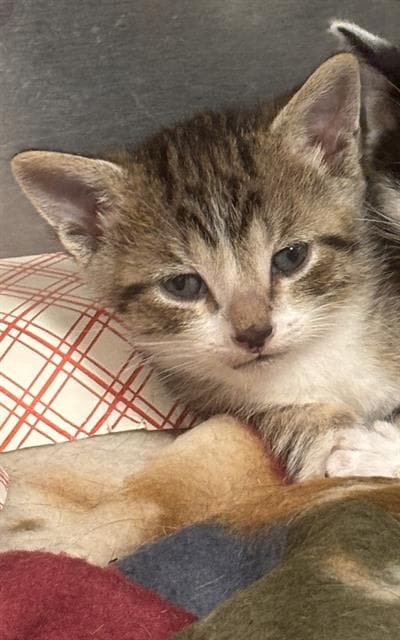 Unknown - Domestic Short Hair
