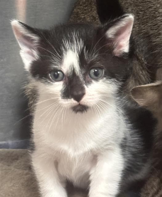 Unknown - Domestic Short Hair