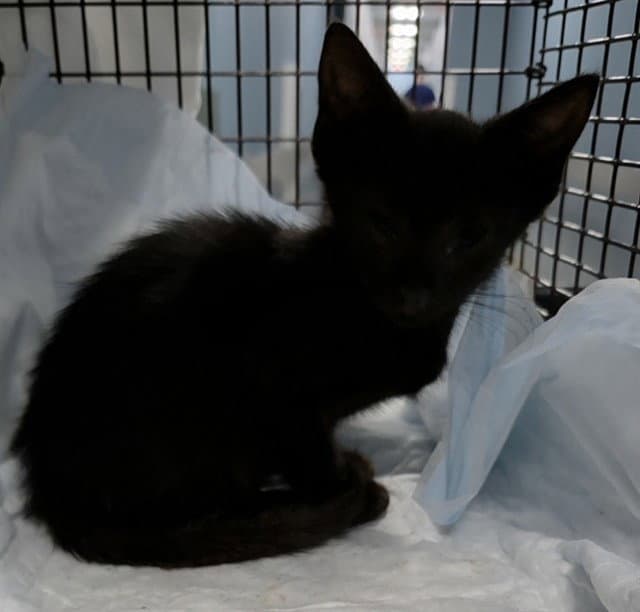 Evee - Domestic Short Hair