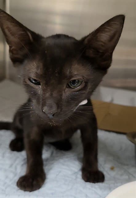 Evee - Domestic Short Hair