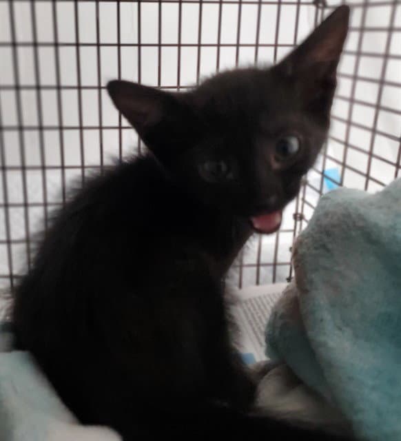 Princess - Domestic Short Hair