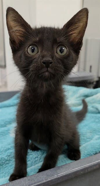 Princess - Domestic Short Hair