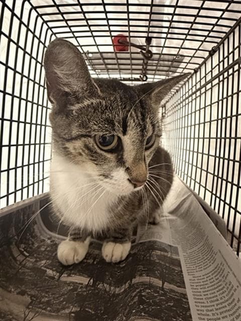 Unknown - Domestic Short Hair