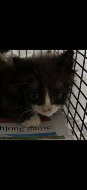 Sia - Domestic Short Hair