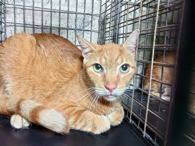 Oasis - Domestic Short Hair