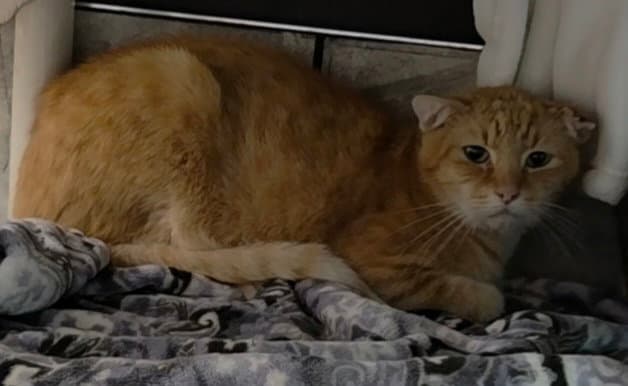 Bon Jovi - Domestic Short Hair