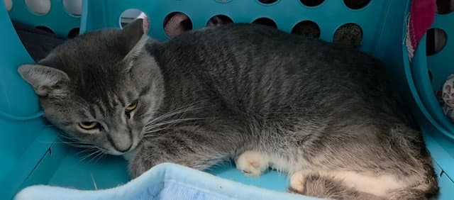 Kid Rock - Domestic Short Hair
