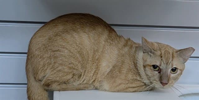 Croissant - Domestic Short Hair