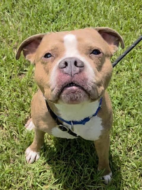 Arrax - American Staffordshire Terrier