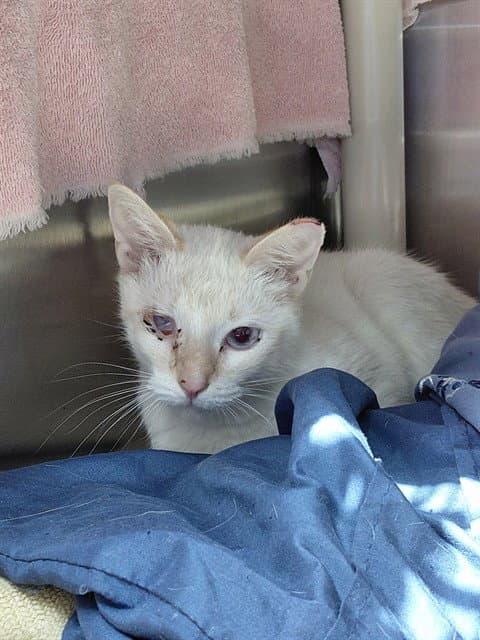 Biscuit - Domestic Short Hair