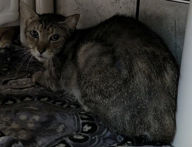 Adele - Domestic Short Hair