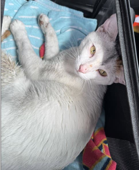 Dogo - Domestic Short Hair