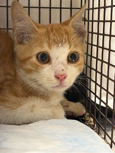 Leon - Domestic Short Hair