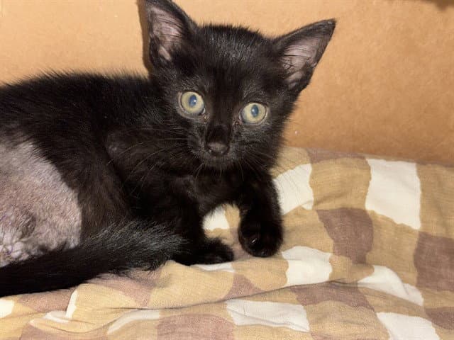 Misty - Domestic Short Hair