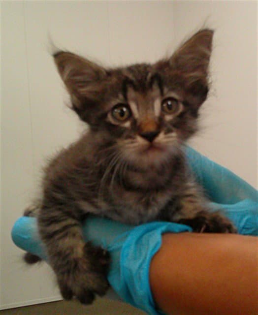 Unknown - Domestic Short Hair