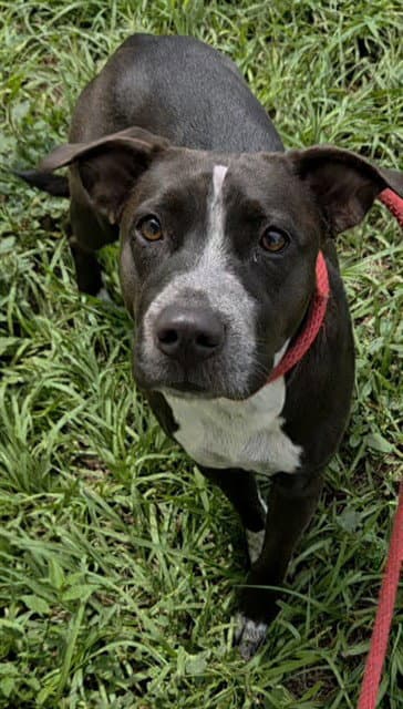 Dory - American Staffordshire Terrier