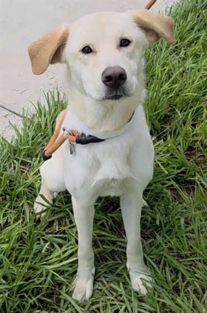 Dove - Labrador Retriever