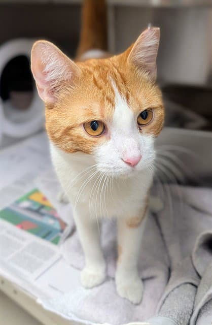 Mr Goldenlove - Domestic Short Hair