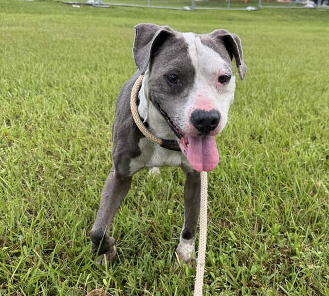 Twin - American Staffordshire Terrier