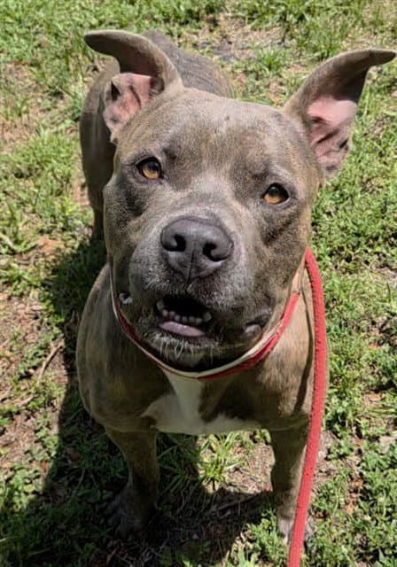 Squishy - American Staffordshire Terrier