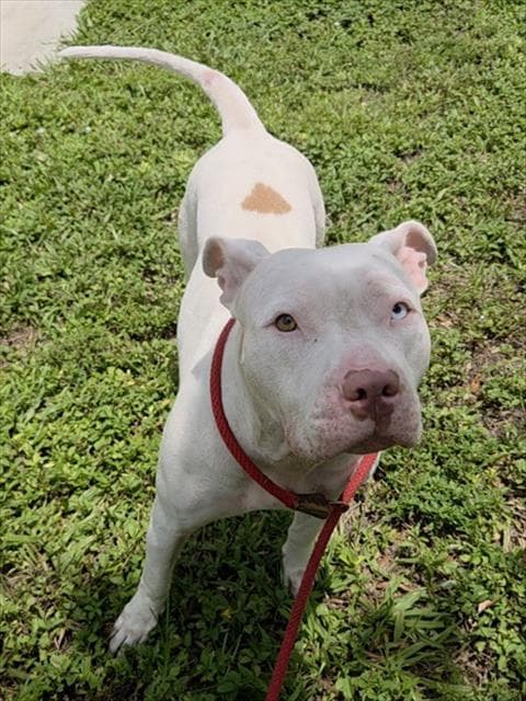 Diamond - American Staffordshire Terrier